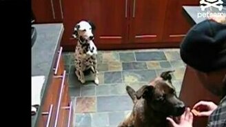 Собаки-фокусницы - смотреть видео (0:16)