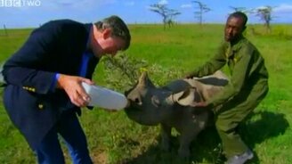 Кормит носорожка - смотреть видео (1:54)