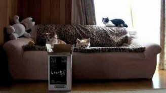 Меткий кот и коробка - смотреть видео (2:07)