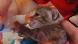 Смотрите на уши - смотреть видео (1:12)