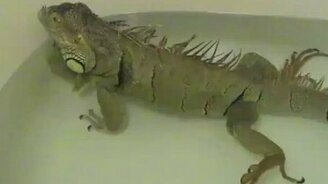 Игуана выпустила пар - смотреть видео (0:10)