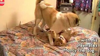 Львёнок, кролик и собака - смотреть видео (1:15)