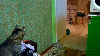 Хозяйка, тебя к телефону - смотреть видео (0:32)