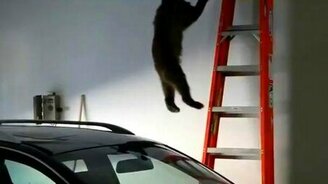 Мама, это не наша берлога - смотреть видео (1:54)