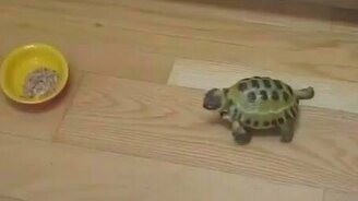 Злая черепаха - смотреть видео (1:26)