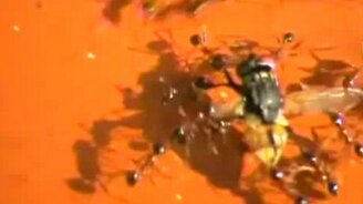 Муравьи против мухи - смотреть видео (3:53)