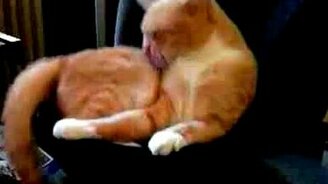 Кот на сабвуфере - смотреть видео (0:25)