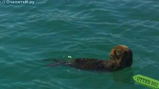 Выдра в блаженстве - смотреть видео (0:30)