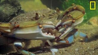 Голубой краб против моллюска - смотреть видео (1:13)