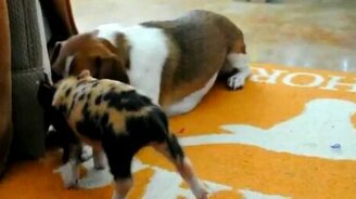 Милый леопардовый поросёнок - смотреть видео (1:28)