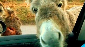 Находчивый ослик - смотреть видео (0:13)