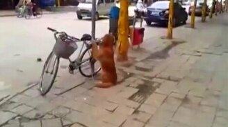 Пёс сторожит велик - смотреть видео (0:57)