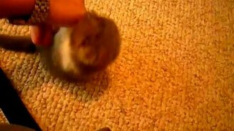 Маленький шотландский чертёнок - смотреть видео (1:31)