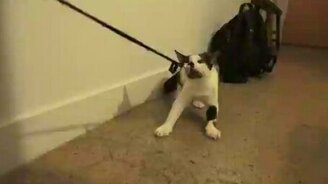 Кот выгуливает хозяина - смотреть видео (1:52)