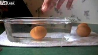 Проверка яйца на тухлость - смотреть видео (0:57)