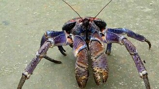 Гигант краб - смотреть видео (0:19)