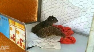 Чётко убил белку - смотреть видео (0:18)