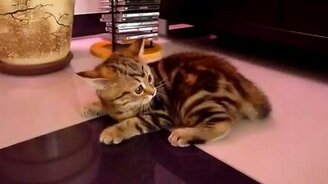 Котёнок балерун - смотреть видео (1:43)