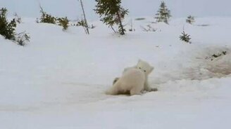 Забавы белых медвежат - смотреть видео (3:01)