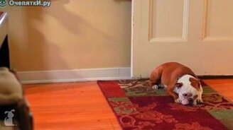 Ох, как нелегка собачья жизнь - смотреть видео (2:18)