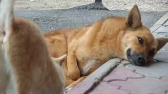 Уличное дружное трио - смотреть видео (1:49)