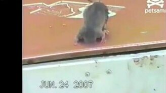 Мышка застряла - смотреть видео (2:35)