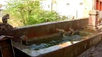 Малыши обезьянничают - смотреть видео (0:47)