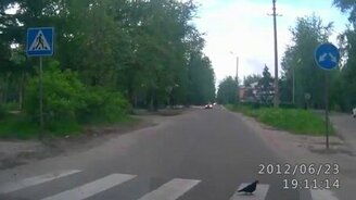 Голубь пешеход - смотреть видео (0:23)