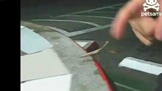 Какой смелый богомол - смотреть видео (0:35)