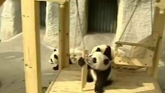 Панды в парке развлечений - смотреть видео (1:27)