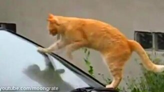 Рыжий живой стеклоочиститель - смотреть видео (0:32)