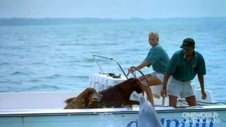 Влюблённый дельфин и собака - смотреть видео (0:21)