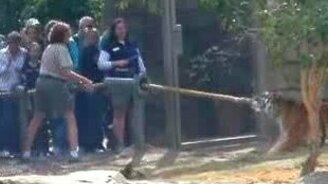 Померься силой с тигром - смотреть видео (0:22)