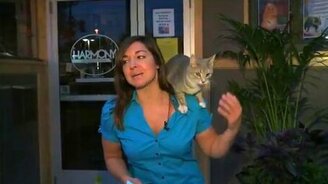 Ласковый котяра сорвал репортаж - смотреть видео (0:40)