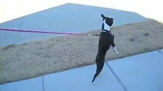 Пёс-циркач - смотреть видео (0:35)