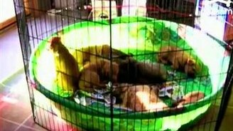 С добрым утром! - смотреть видео (0:43)