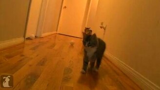 Испугался чиха - смотреть видео (0:48)