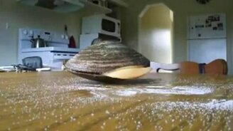 Моллюск любит соль - смотреть видео (1:21)