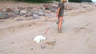 Когда не охота ничего... - смотреть видео (0:33)