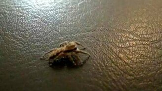 Паук атакует! - смотреть видео (0:12)