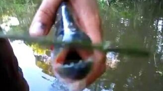 Видели зубы пираньи? - смотреть видео (0:32)