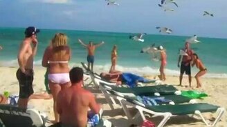 Чайки атакуют - смотреть видео (1:05)