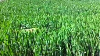 Собака-кенгуряка - смотреть видео (0:57)