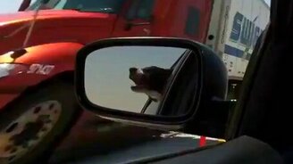 Грозная морда из окна - смотреть видео (0:16)