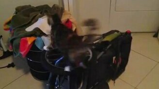 Домашний любитель экстрима на колесе - смотреть видео (0:45)