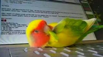 Попугайчик дремлет - смотреть видео (1:38)