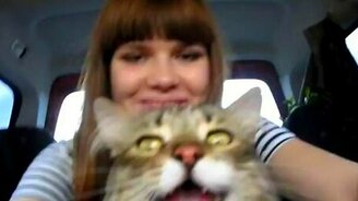 Первая поездка кота на дачу - смотреть видео (0:19)