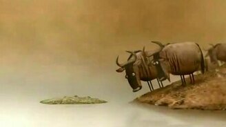 Бревно или крокодил? - смотреть видео (1:00)