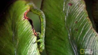 Удивительная гусеница - смотреть видео (1:36)