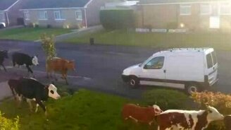 Когда коровы мчатся... - смотреть видео (1:13)